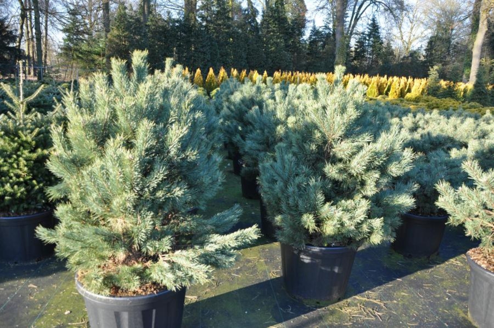 Сосна обыкновенная Ватерери (Pinus sylvestris 'Watereri')