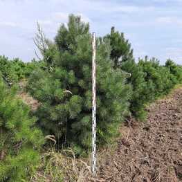 Сосна обыкновенная Ватерери (Pinus sylvestris 'Watereri')