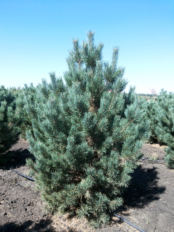 Сосна обыкновенная Ватерери (Pinus sylvestris 'Watereri') Солитер