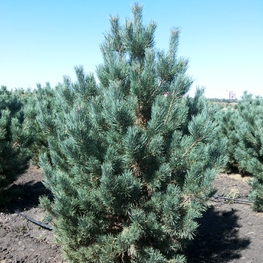 Сосна обыкновенная Ватерери (Pinus sylvestris 'Watereri') Солитер