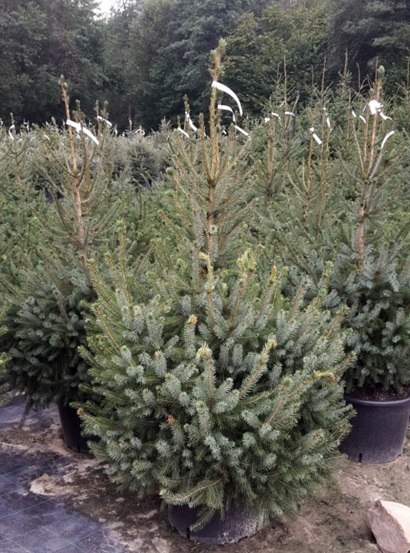 Ель сербская (Picea omorika)