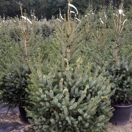 Ель сербская "Picea Omorika"