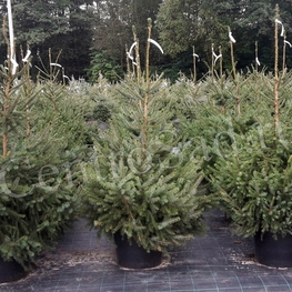 Ель сербская (Picea omorika)