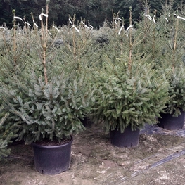 Ель сербская (Picea omorika)