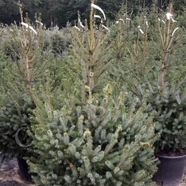 Ель сербская (Picea omorika)