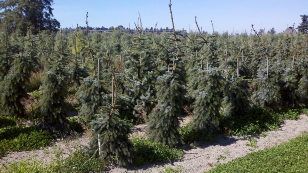 Ель сербская Пендула (Picea omorika 'Pendula')