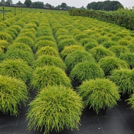 Кипарисовик горохоплодный Сан Голд (Chamaecyparis pisifera 'Sun Gold')