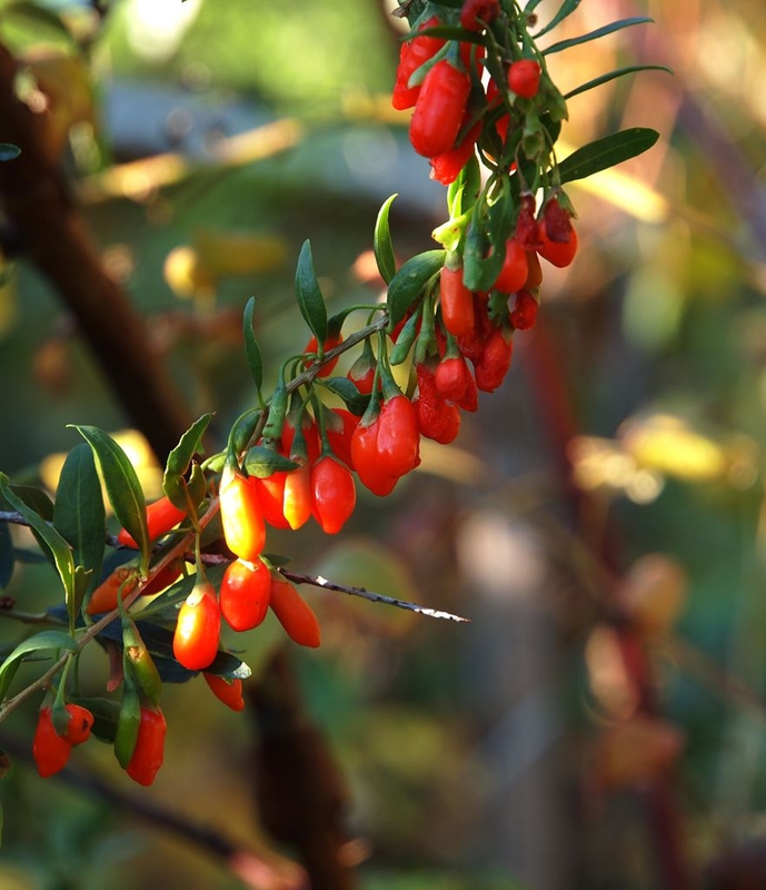 Годжи Лициум (Lycium barbarum 'Lycium')