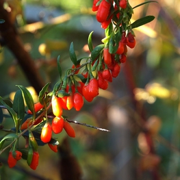 Годжи Лициум (Lycium barbarum 'Lycium')