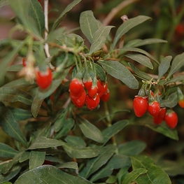 Годжи Биг Лайфберри (Lycium barbarum 'Big Lifeberry')