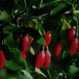 Годжи Корен Биг (Lycium barbarum 'Coren Big')