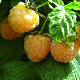 Малина желтоплодная Беглянка (Rubus idaeus 'Beglyanka')