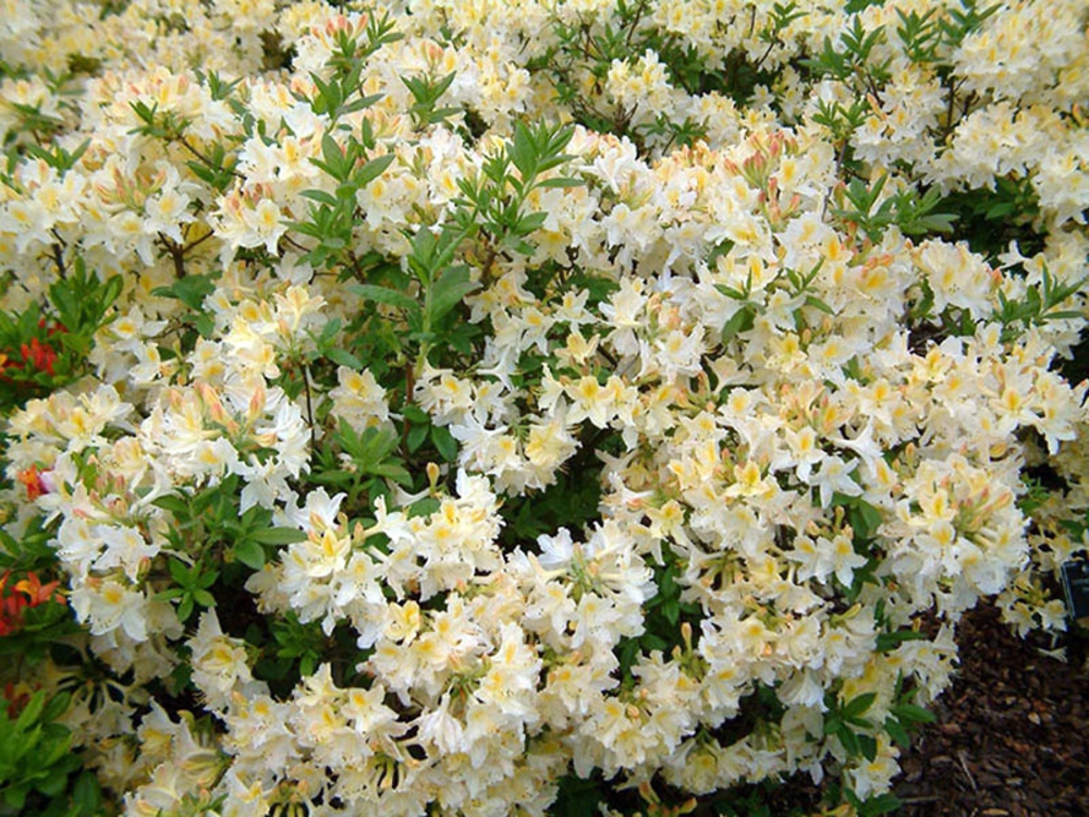 Азалия листопадная Дэвизи (Rhododendron 'Daviesii')