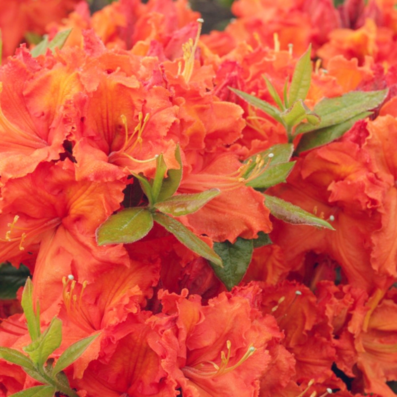 Азалия листопадная Гибралтар (Rhododendron 'Gibraltar')