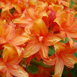 Азалия листопадная Голден Игл (Rhododendron 'Golden Eagle')