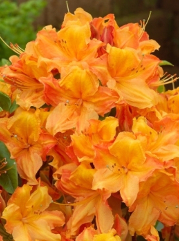 Азалия листопадная Голдфлейм (Rhododendron 'Goldflame')