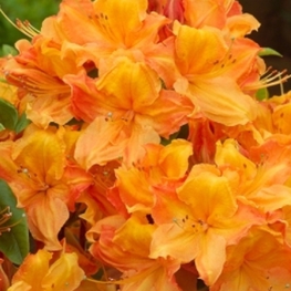 Азалия листопадная Голдфлейм (Rhododendron 'Goldflame')