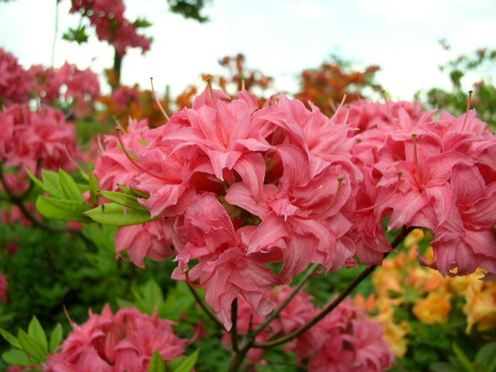 Азалия листопадная Хоумбуш (Rhododendron 'Homebush')