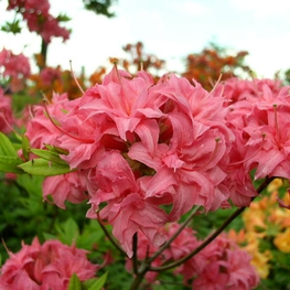 Азалия листопадная Хоумбуш (Rhododendron 'Homebush')