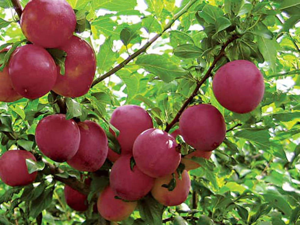 Алыча Найдёна (Prunus cerasifera 'Naydena')