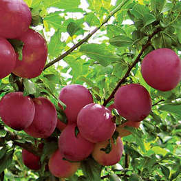 Алыча Найдёна (Prunus cerasifera 'Naydena')