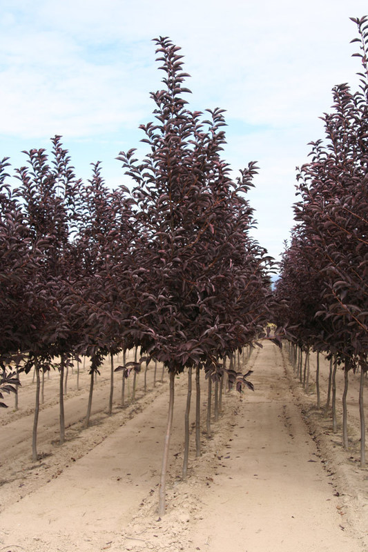 Черемуха виргинская Канада Ред (Prunus virginiana 'Canada Red')
