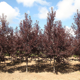 Черемуха виргинская Канада Ред (Prunus virginiana 'Canada Red')