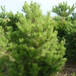 Сосна обыкновенная (Pinus sylvestris) Extra