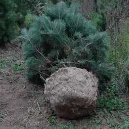Сосна обыкновенная (Pinus sylvestris) Extra