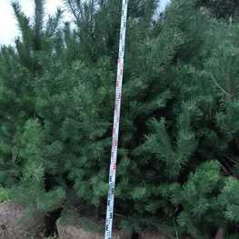 Сосна обыкновенная (Pinus sylvestris) Extra