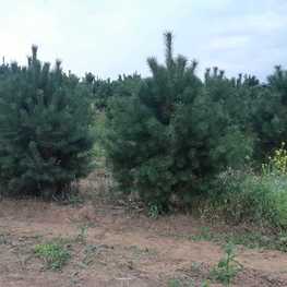 Сосна обыкновенная (Pinus sylvestris) Extra