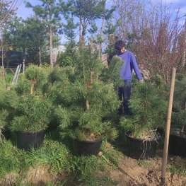 Сосна обыкновенная (Pinus sylvestris) Extra