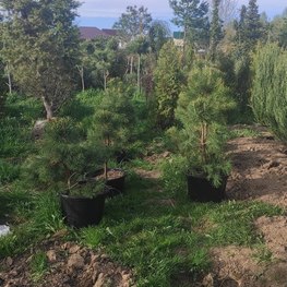 Сосна обыкновенная (Pinus sylvestris) Extra