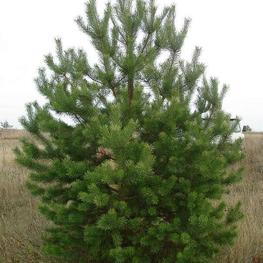 Сосна обыкновенная (Pinus sylvestris) Extra