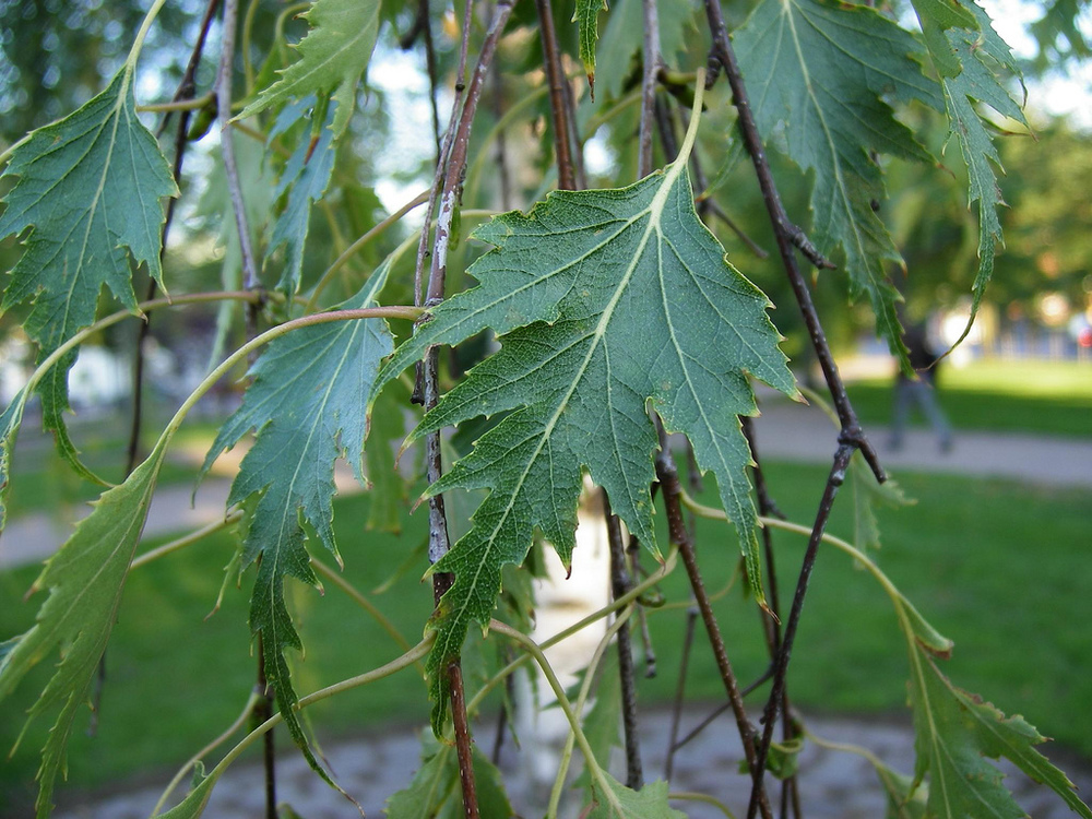 Береза Далекарлийская (Betula pendula 'Dalecarlica')