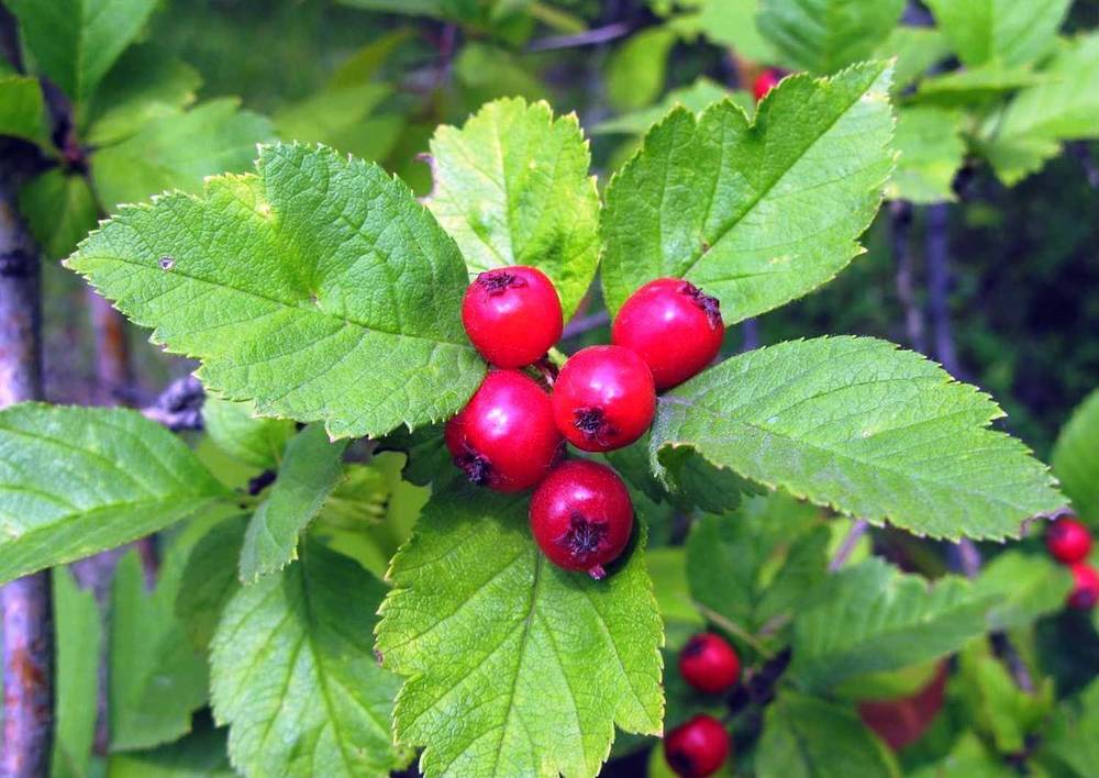 Боярышник сибирский (Crataegus sanguinea)