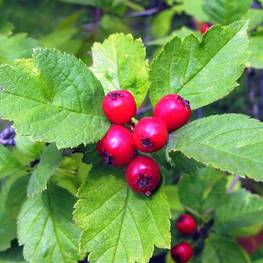 Боярышник сибирский (Crataegus sanguinea)