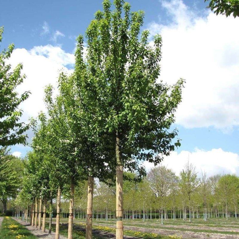 Черемуха обыкновенная Тифурт (Prunus padus 'Tiefurt')