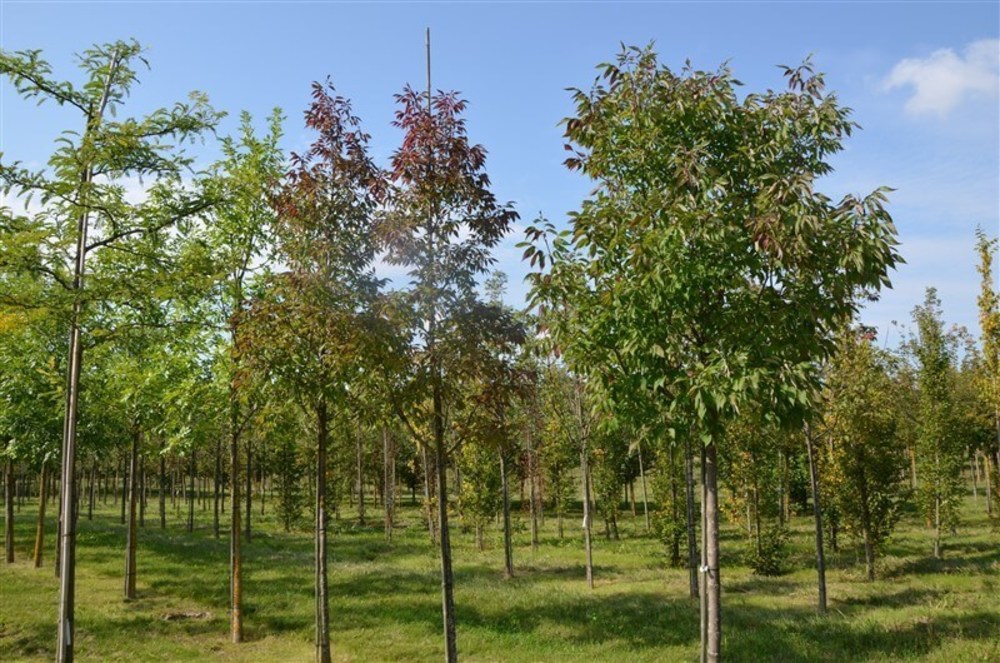 Ясень американский Отем Пурпл (Fraxinus americana 'Autumn Purple')