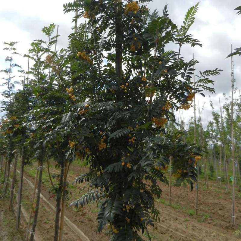 Рябина обыкновенная Джозеф Рок (Sorbus aucuparia 'Joseph Rock')