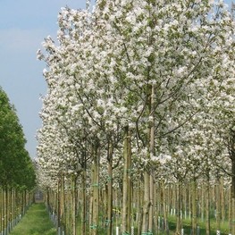 Ирга древовидная Робин Хилл (Amelanchier arborea 'Robin Hill')