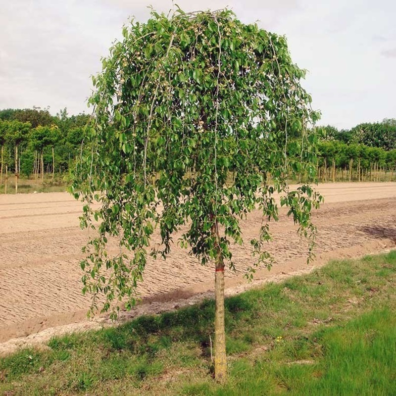 Вяз плакучий Мауро (Ulmus glabra 'Mauro')