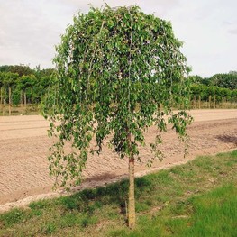 Вяз плакучий Мауро (Ulmus glabra 'Mauro')
