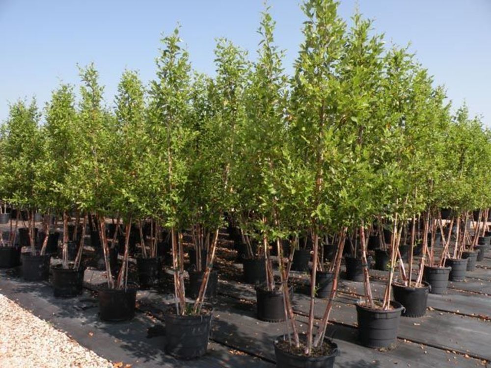 Береза черная Херитейдж (Betula nigra 'Heritage')