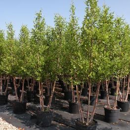 Береза черная Херитейдж (Betula nigra 'Heritage')