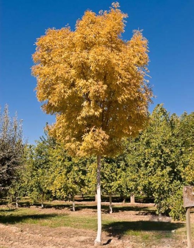 Береза повислая Голден Клауд (Betula pendula 'Golden Cloud')