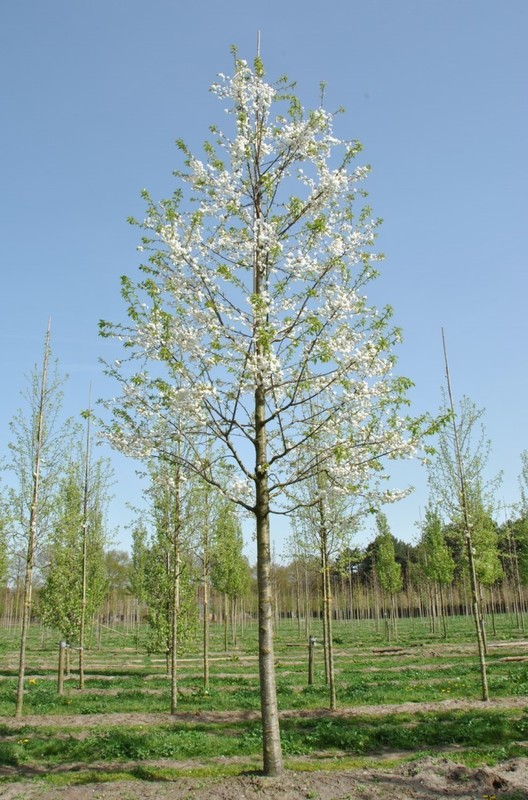 Вишня махроцветковая Плена (Prunus serrulata 'Plena')