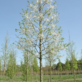 Вишня махроцветковая Плена (Prunus serrulata 'Plena')