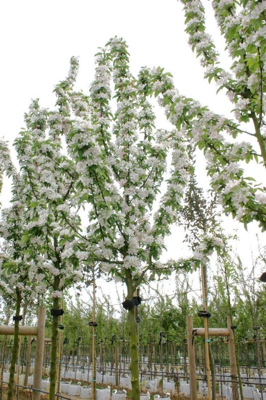 Яблоня декоративная Голден Хорнет (Malus 'Golden Hornet')