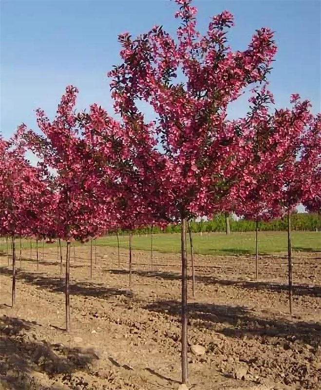 Яблоня декоративная Прериефайер (Malus 'Prairifire')